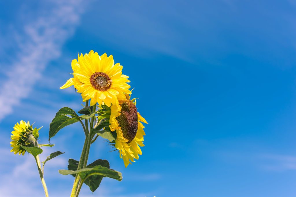 Helen O'Flinn-training-course-workshop-wellbeing-Dublin-28